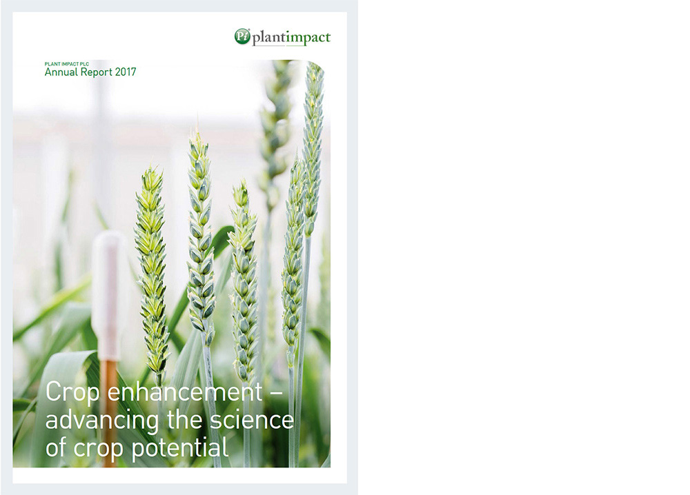 Wheat plants photgraphed for the cover of Plant Impact Report & Accounts 