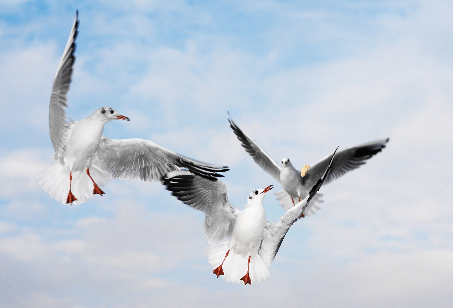 Three Seagulls in mid air looking at bread